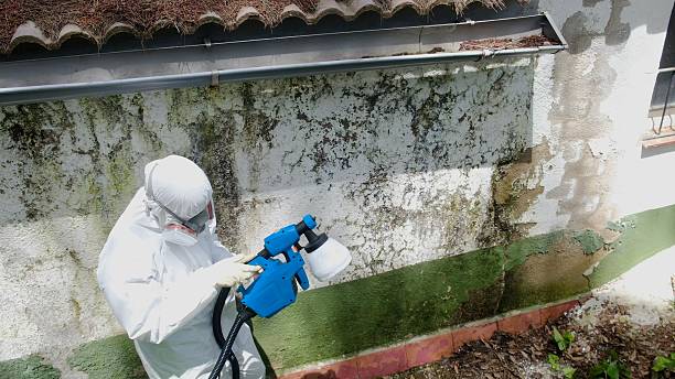 Top rated local Basement Mold Removal specialists in Alexandria, PA